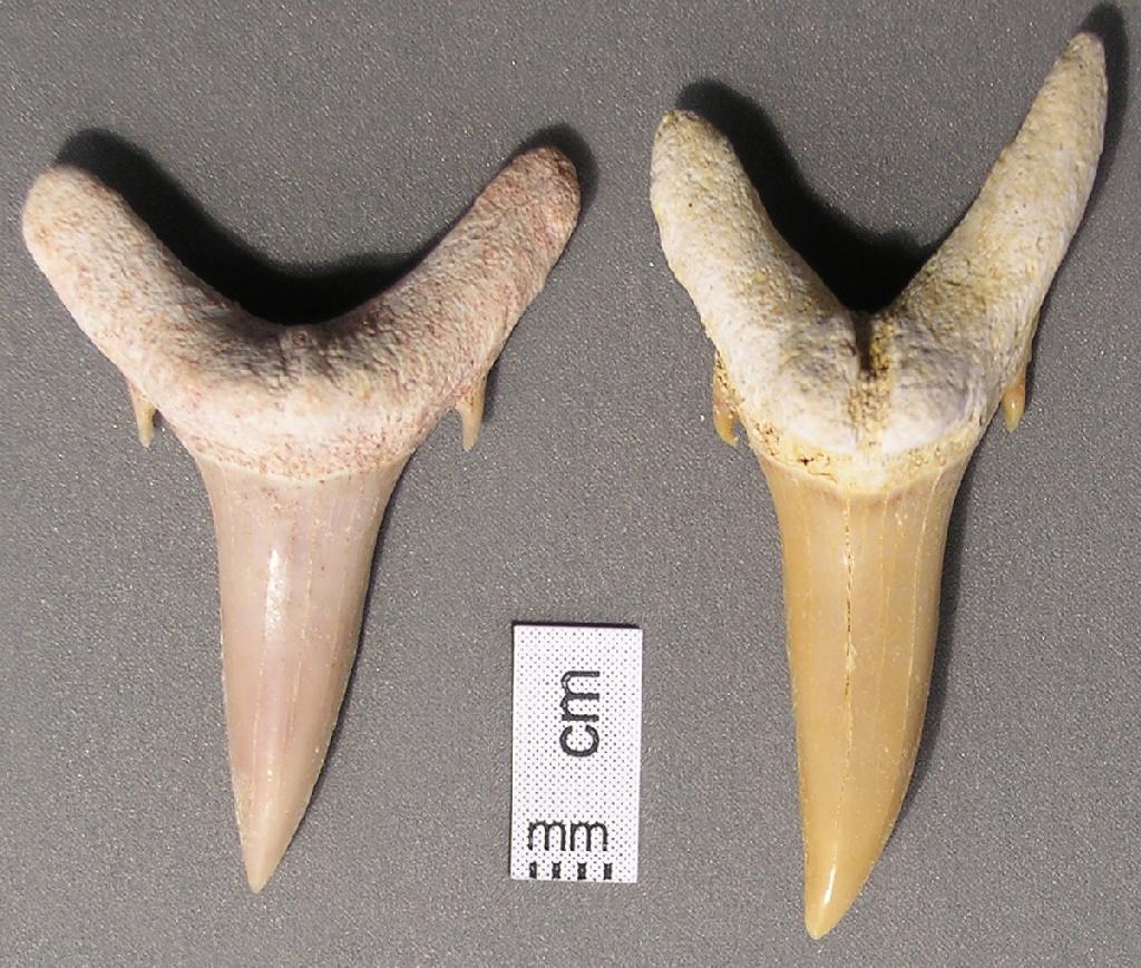35-40 total teeth Fossilized Sand Shark & Mackerel Shark Teeth 50g 